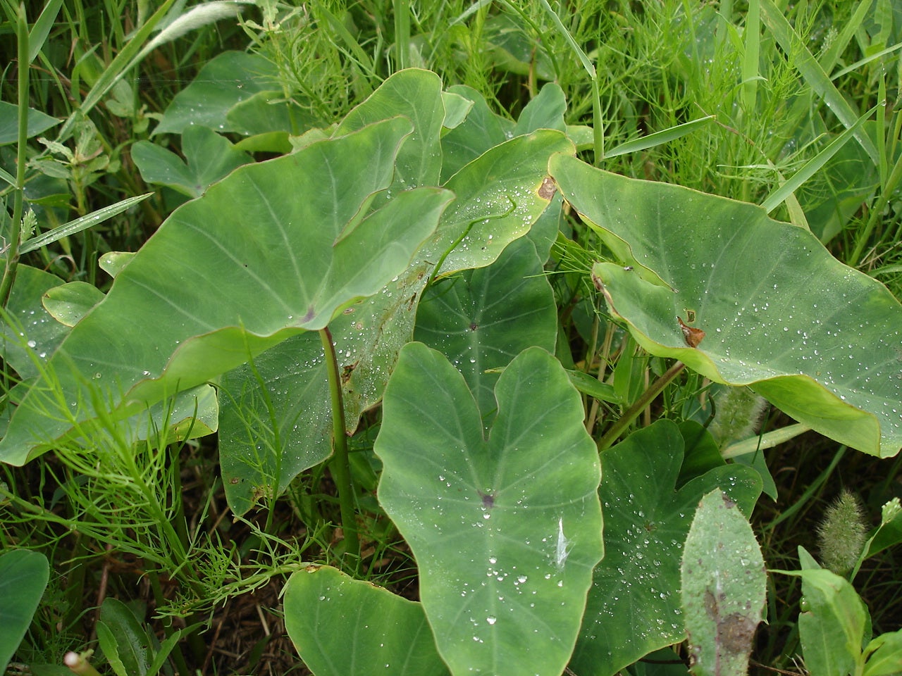 Emergent Aquatic Plants Outdoor Alabama